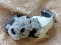 puppies