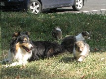 puppies