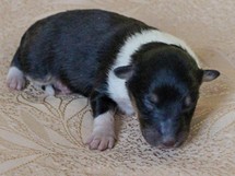 puppies