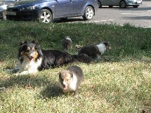 puppies