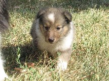 puppies