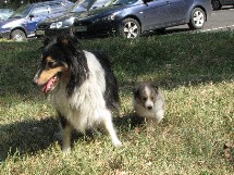 puppies