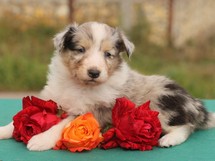 puppies
