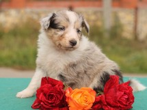 puppies