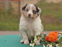 puppies