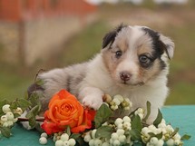 puppies