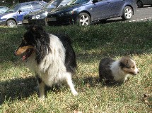 puppies