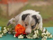 puppies