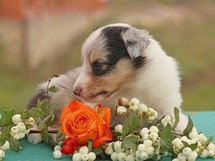 puppies