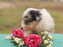 puppies