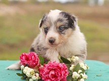 puppies
