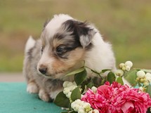 puppies