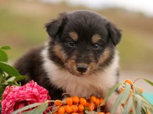 puppies
