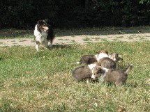 puppies
