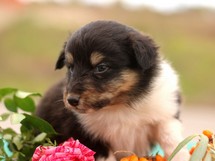 puppies