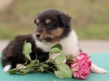 puppies