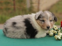puppies