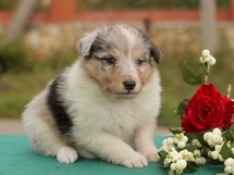 puppies