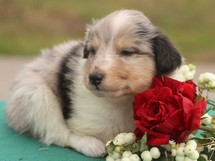 puppies