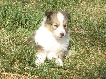 puppies