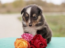 puppies