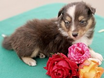 puppies