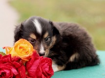 puppies