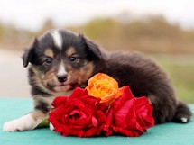 puppies
