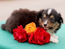 puppies