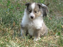 puppies