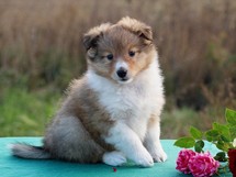puppies