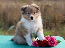 puppies