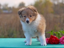puppies