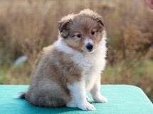 puppies
