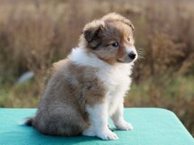 puppies