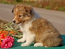 puppies