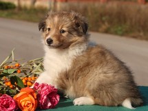 puppies
