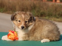 puppies