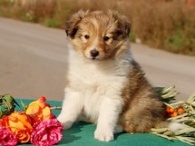 puppies