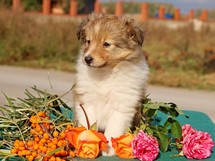 puppies