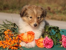 puppies