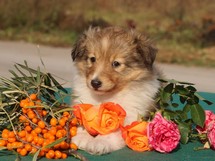 puppies