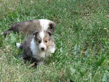 puppies