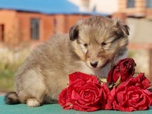 puppies