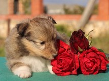puppies