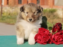 puppies