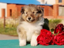 puppies