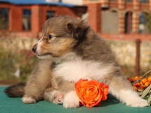 puppies