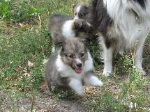 puppies