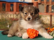 puppies